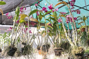 Orkide familyasından dendrobium kingianum, pembe kaya orkidesi çiçeği. İnce yaprakları ve 15 'e varan sivri uçlu yaprakları vardır. Genellikle kışın sonlarında bahara kadar pembe çiçekler açarlar.