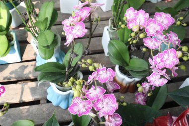 Orkide familyasından dendrobium kingianum, pembe kaya orkidesi çiçeği. İnce yaprakları ve 15 'e varan sivri uçlu yaprakları vardır. Genellikle kışın sonlarında bahara kadar pembe çiçekler açarlar.