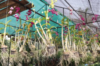 Orkide familyasından dendrobium kingianum, pembe kaya orkidesi çiçeği. İnce yaprakları ve 15 'e varan sivri uçlu yaprakları vardır. Genellikle kışın sonlarında bahara kadar pembe çiçekler açarlar.