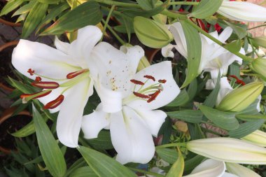Lilium longiflorum, Paskalya zambağı bitkisi olarak da bilinir. Nakit ürünler satılır. Deri ülseri, yanık, iltihap, ağrı kontrolü, şişkinliği azaltma. Kediler için zehirli