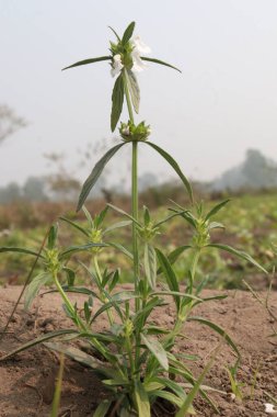 Çiftlikteki Leucas aspera ilaç fabrikası ilaçlarda kullanılan nakit ürünlerdir.