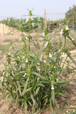 Çiftlikteki Leucas aspera ilaç fabrikası ilaçlarda kullanılan nakit ürünlerdir.