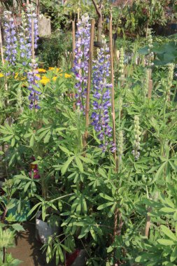 Lupinus polyphyllus, büyük yapraklı lupine, büyük yapraklı lupine, birçok yapraklı lupine, mavi pod lupine, bahçe lupin çiçeği çiftliği hasat için nakit mahsulüdür.