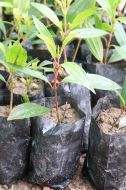 Kreşteki Melastoma malabathricum çiçeği bitkisi satılık nakit mahsuller. İshal, dizanteri, hazımsızlık, lökosit, karın ağrısı, karın ağrısı, eklem ağrıları, şişkinlikleri, yaraları tedavi et.