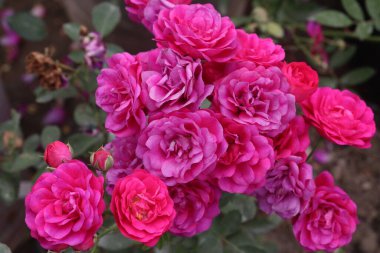 Güzel kırmızı renkli gül çiftlikte hasat için nakit mahsulleri var.