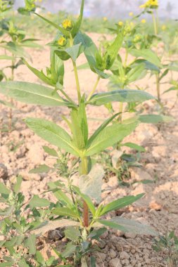 Safran çiçeği, çiftlikteki sahte safran çiçeği hasadı için nakit mahsuldür. Yüksek dallı, otçul, devedikeni yıllık bitki gibi. Tohumdan elde edilen bitkisel yağ için yetiştirilir.