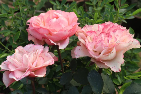 Güzel kırmızı renkli gül çiftlikte hasat için nakit mahsulleri var.
