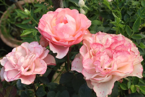 Güzel kırmızı renkli gül çiftlikte hasat için nakit mahsulleri var.