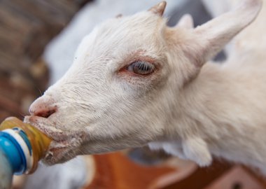 Genç meraklı keçi