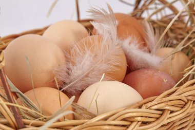 ev yapımı tavuk yumurta tüylü sepet içinde.