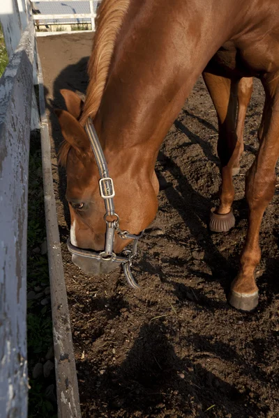 Cavalos — Fotografia de Stock