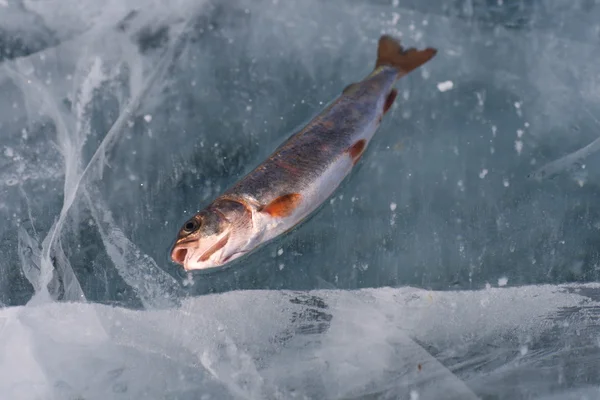 冬の釣り — ストック写真
