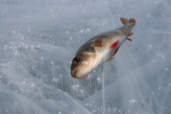 Zima połowów — Zdjęcie stockowe