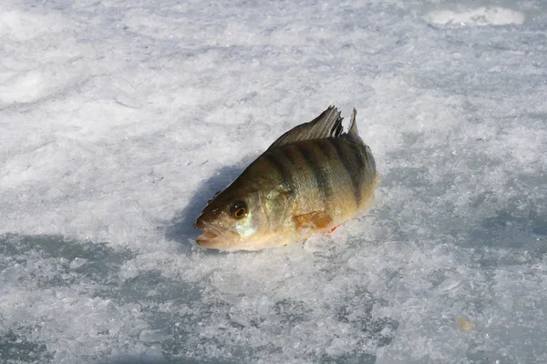 การตกปลาในฤดูหนาว — ภาพถ่ายสต็อก