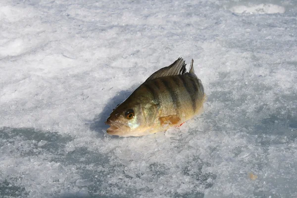 Pesca de invierno — Foto de Stock