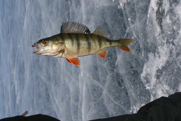 Pesca de invierno — Foto de Stock