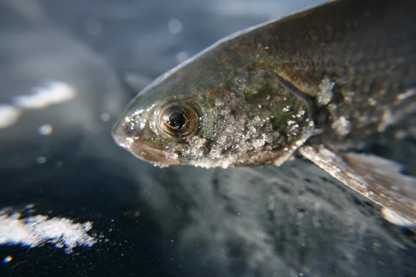 Winter fishing — Stock Photo, Image