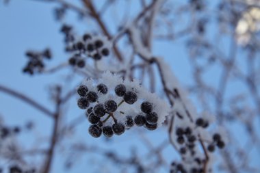 Sabah ilk frost
