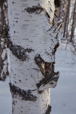 Eski huş ağacı kabuğu bir huş ağacı gövde