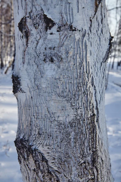 Velho vidoeiro latido no tronco de um vidoeiro — Fotografia de Stock