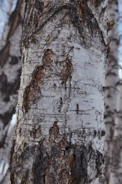 バーチ材のトランクの古い樺の樹皮 — ストック写真
