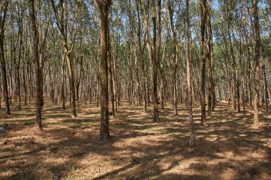 eski şekilde lastik üretimi