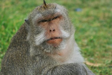 Küçük önemli erkek maymun