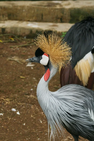 Bir egzotik kuş portresi — Stok fotoğraf