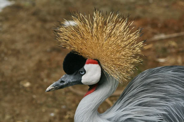 Portrait d'un oiseau exotique — Photo