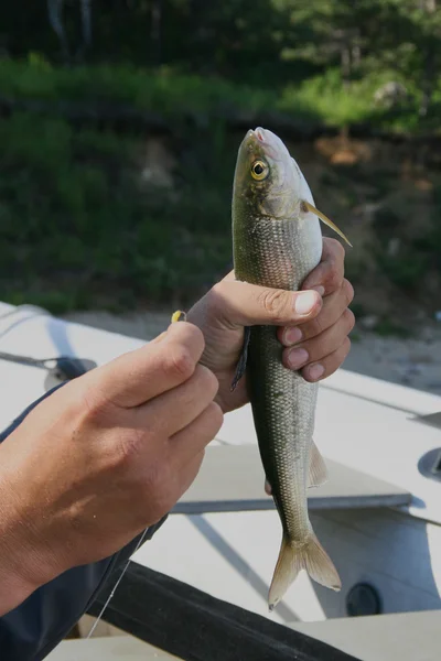 Fresh caught fish, mining — Stock Photo, Image