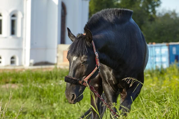 Black gelding hobbled in front of temple — Stock Photo, Image