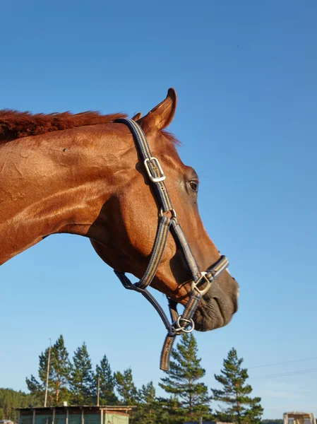 Krásný kůň ve výběhu — Stock fotografie