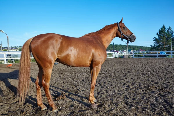 Krásný kůň ve výběhu — Stock fotografie