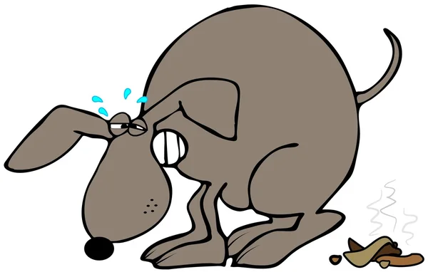 Dog straining to poop — Stock Photo, Image