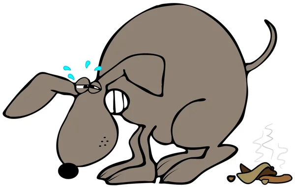 Köpek kakası süzme