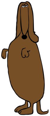 Arka ayakları üzerinde duran Dachshund