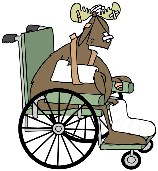 Травмированный лось в инвалидном кресле — стоковое фото