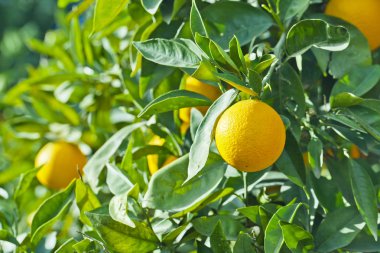 portakallı portakal ağacı