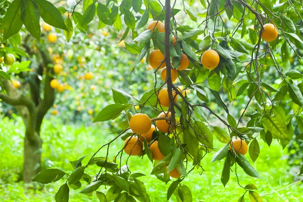 Drzewko pomarańczowe z pomarańczą — Zdjęcie stockowe