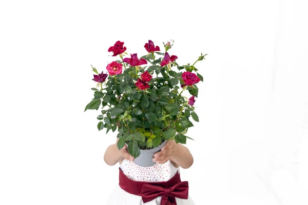 Vestida chica sosteniendo un ramo de rosas aisladas sobre fondo blanco —  Fotos de Stock