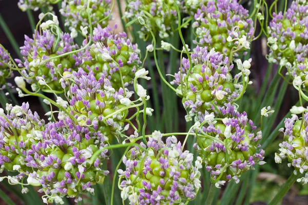 Allium fiori sfondo — Foto Stock