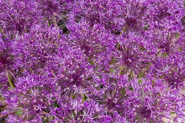 Allium fiori sfondo — Foto Stock