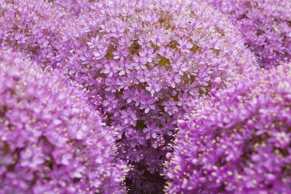 Allium flores fundo — Fotografia de Stock