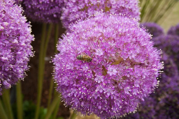 Allium fiori sfondo — Foto Stock