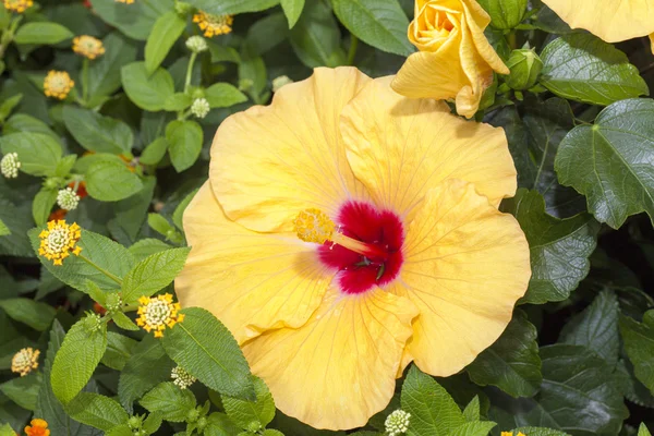 Flower of yellow hibiscus — Stock Photo, Image