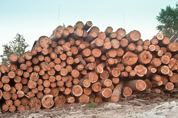 Cut down forest — Stock Photo, Image