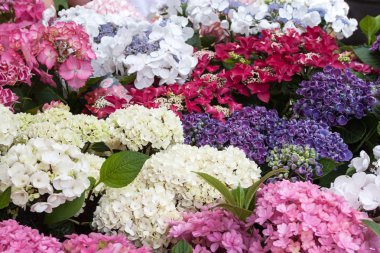 Ortanca çiçek arka plan