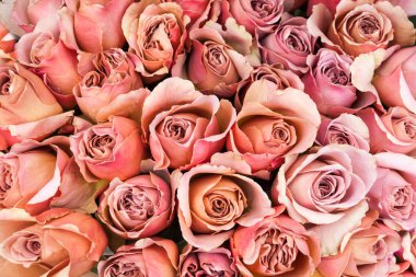 Güzel güller, gül arka plan kompozisyonu