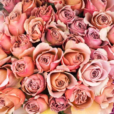 Güzel güller, gül arka plan kompozisyonu