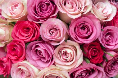 Güzel güller, gül arka plan kompozisyonu